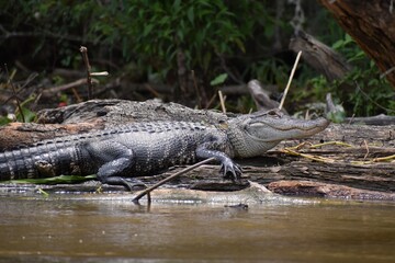 alligator on a log 