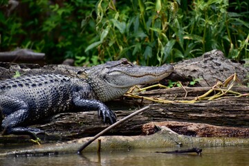 alligator in the swamp