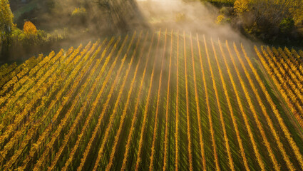 Golden vineyard rows stretch into misty distance creating a serene landscape for wine production