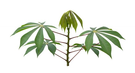 Obraz premium Cassava plant sprout