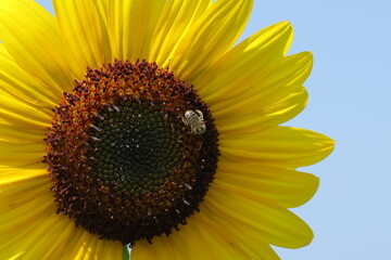 sunflower and bee