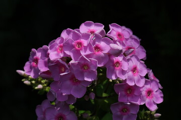 Pink Phlox