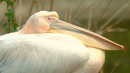 pelican on the grass