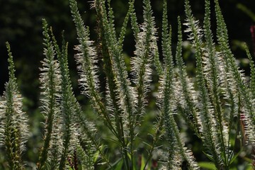 plant backlite