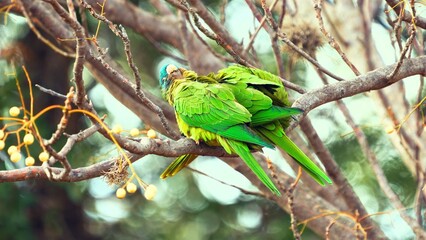 green winged macaw