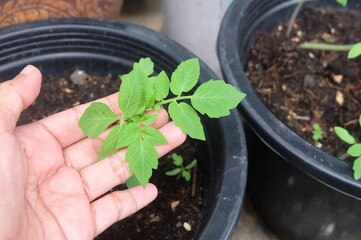 A caring hand gently inspects a vibrant tomato seedling's health and readiness for transplanting, ensuring its completeness before planting in the home garden.
