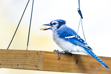 Selective focus side view of Northern blue jay perched on bird feeder with peanut in its shell held...