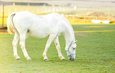 Obraz premium White horse grazing on lush green grass in a serene pasture, with soft sunlight illuminating the scene, showcasing the beauty of nature and equine life
