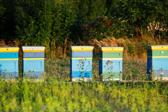 Colorful beehives arranged in a row on a sunny day, surrounded by lush green grass and wildflowers, showcasing the beauty of nature and beekeeping practices