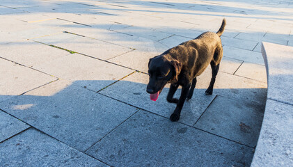 Shot of the stray dog walking outdoors. Pets