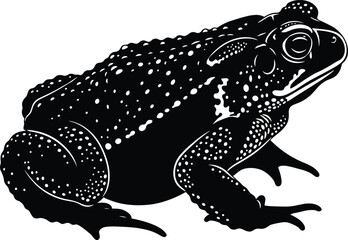 Detailed black and white illustration of toad in side profile showing textured skin, natural resting pose, amphibian anatomy, wildlife and nature concept
