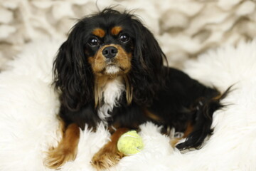 Cavalier King Charles Spaniel lying on a fluffy white blanket, front paws stretched out over a tennis ball, gazing attentively at the camera.