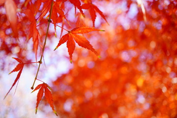 美しいボケ効果で表現された赤いもみじの葉、秋の深まりを感じさせる鮮やかな紅葉とアーティスティックな自然写真の芸術的撮影