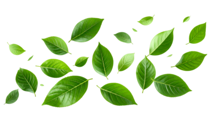 Green Leaves Cascading: Vibrant, fresh, and glossy green leaves are captured, with each leaf appearing in mid-air, creating a dynamic and refreshing display of nature's elegance.