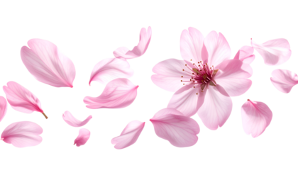 Blossom Beauty: A stunning image of a delicate cherry blossom, with its petals scattered gracefully against a minimalist backdrop. It captures the ethereal beauty of nature, the tenderness.
