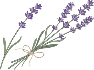 Watercolor illustration of lavender sprigs tied with twine on a white background
