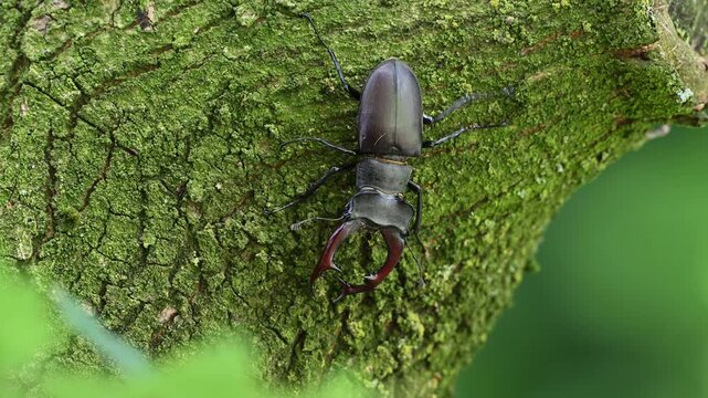 Stag beetle male climbs along an oak trunk looking for food, lucanus cervus, may, lower saxony, north germany 