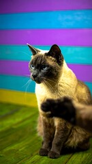 Cream-colored cat with dark markings, sitting on green wooden surface,  in front of colorful striped wall