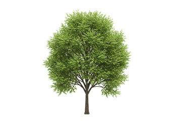 Fototapeta premium Vibrant green deciduous tree with full canopy and detailed branches against a clean white background