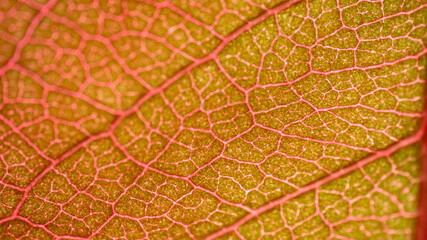 Obraz premium Cell Structure View of Leaf Surface Showing Plant Cells For Education. Leaf in Macro Shot Background. Bright Orange Leaves of Plant or Tree With Texture and Pattern Close Up