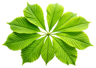 Vibrant green chestnut foliage displayed on transparent background