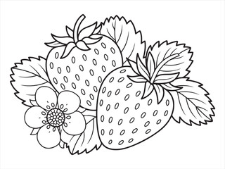 Hand-drawn strawberry line art with berries, blossoms, and foliage design