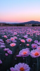 Pink flower field at sunset