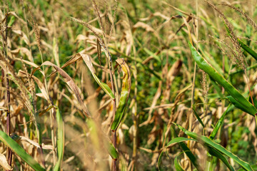 Corn field. Cereals for bakery in autumn