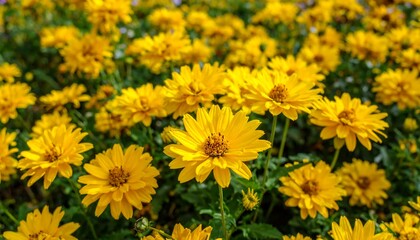 Bright yellow flowers densely packed