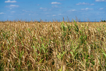Corn field. Cereals for bakery in autumn