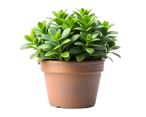 Obraz premium Small green potted plant with many leaves isolated on transparent background