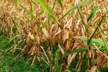 Corn field. Cereals for bakery in autumn