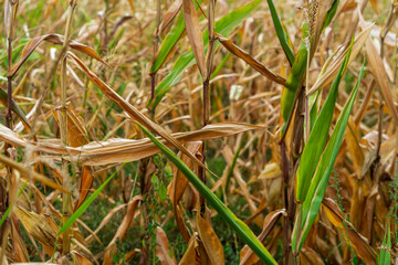 Corn field. Cereals for bakery in autumn