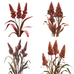 Four Red Sorghum Plants with Seed Heads and Reddish Leaves grain agriculture cutout png isolated on a transparent background