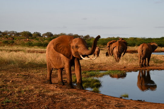 Majestic elephants gather at watering hole in golden savanna light - Powered by Adobe