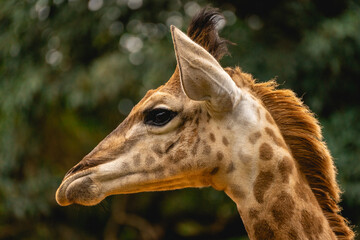 Close up from a giraffe in the Sao Paulo Zoo, in Brazil