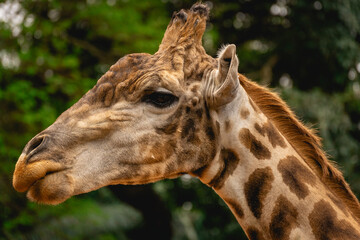 Close up from a giraffe in the Sao Paulo Zoo, in Brazil