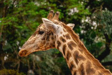 Close up from a giraffe in the Sao Paulo Zoo, in Brazil