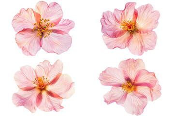 Four delicate pink hibiscus flowers with yellow centers bloom blossom cutout png isolated on a transparent background