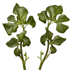 green leaves isolated on white