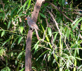 Female Northern Cardinal perched on branch with a green bamboo background