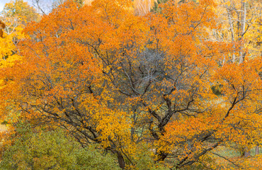 Multicolored trees in the autumn forest