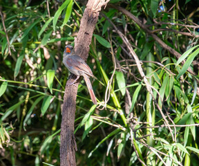 Female Northern Cardinal perched on branch with a green bamboo background
