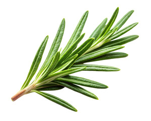 Fototapeta premium Fresh rosemary herb sprig isolated on transparent background