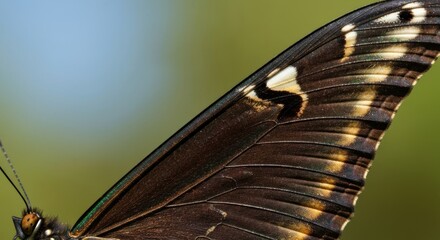 Close-up of a butterfly's wing, dark brown with white markings