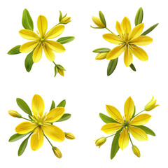 Four botanical illustrations of yellow star-shaped flowers with green leaves and buds cutout png isolated on a transparent background