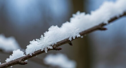 Close-up of delicate snow crystals clinging to a tree branch. Soft, white crystals on dark brown branch against a blurred background of winter trees