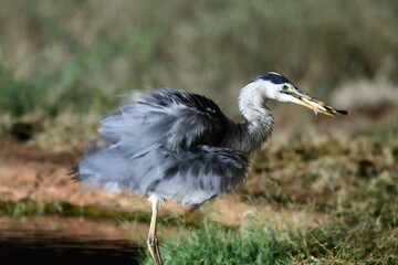 Fototapeta premium Heron catches fish with beak, nature's bounty revealed