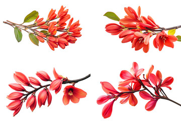 Four Clusters of Bright Orange- Red Flowers with Green Leaves orange red flowers cutout png isolated on a transparent background