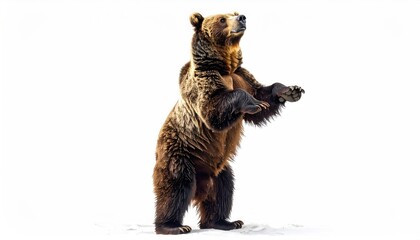 Brown Bear Standing Tall on Hind Legs in Snow Against White Background